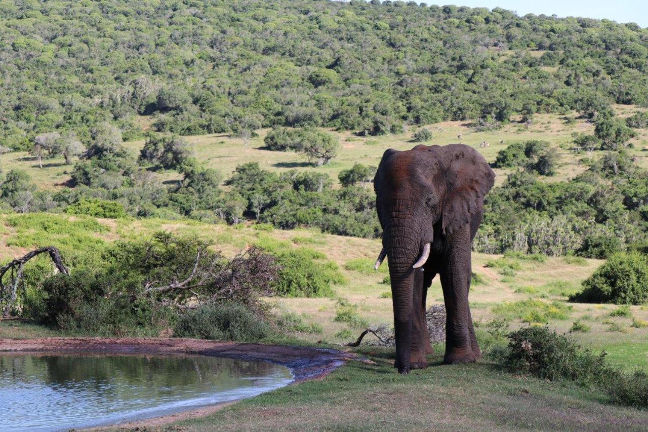 Hopewell Private Game Reserve Buyskloof Dış mekan fotoğraf