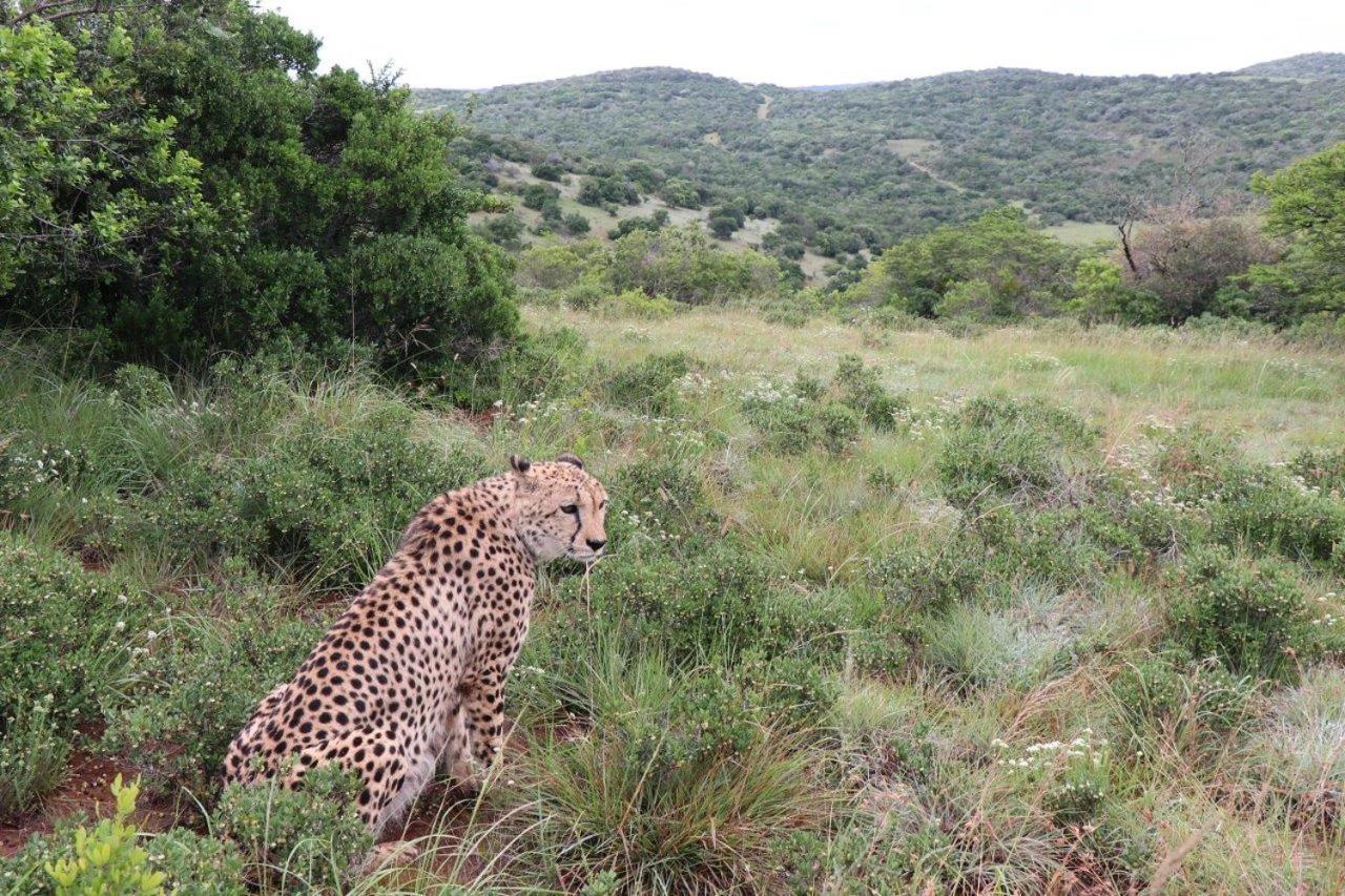 Hopewell Private Game Reserve Buyskloof Dış mekan fotoğraf