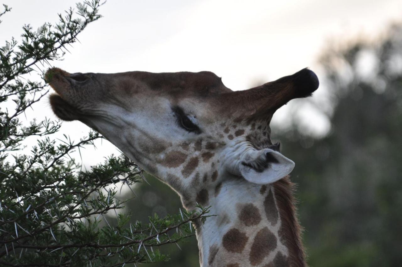 Hopewell Private Game Reserve Buyskloof Dış mekan fotoğraf