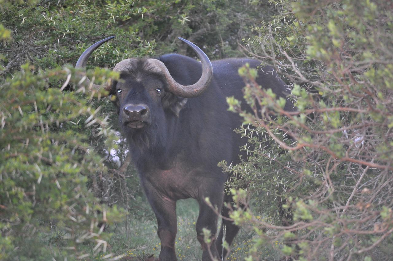 Hopewell Private Game Reserve Buyskloof Dış mekan fotoğraf