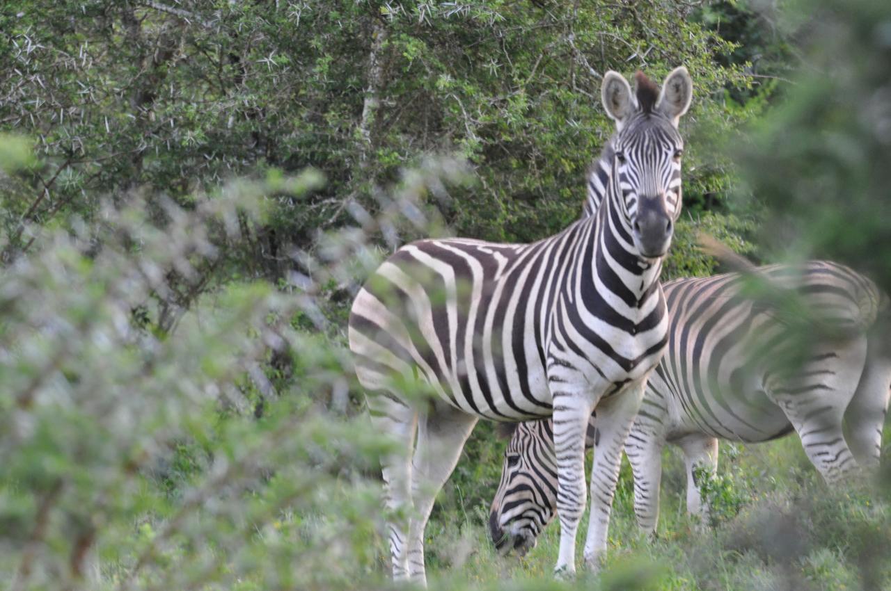 Hopewell Private Game Reserve Buyskloof Dış mekan fotoğraf