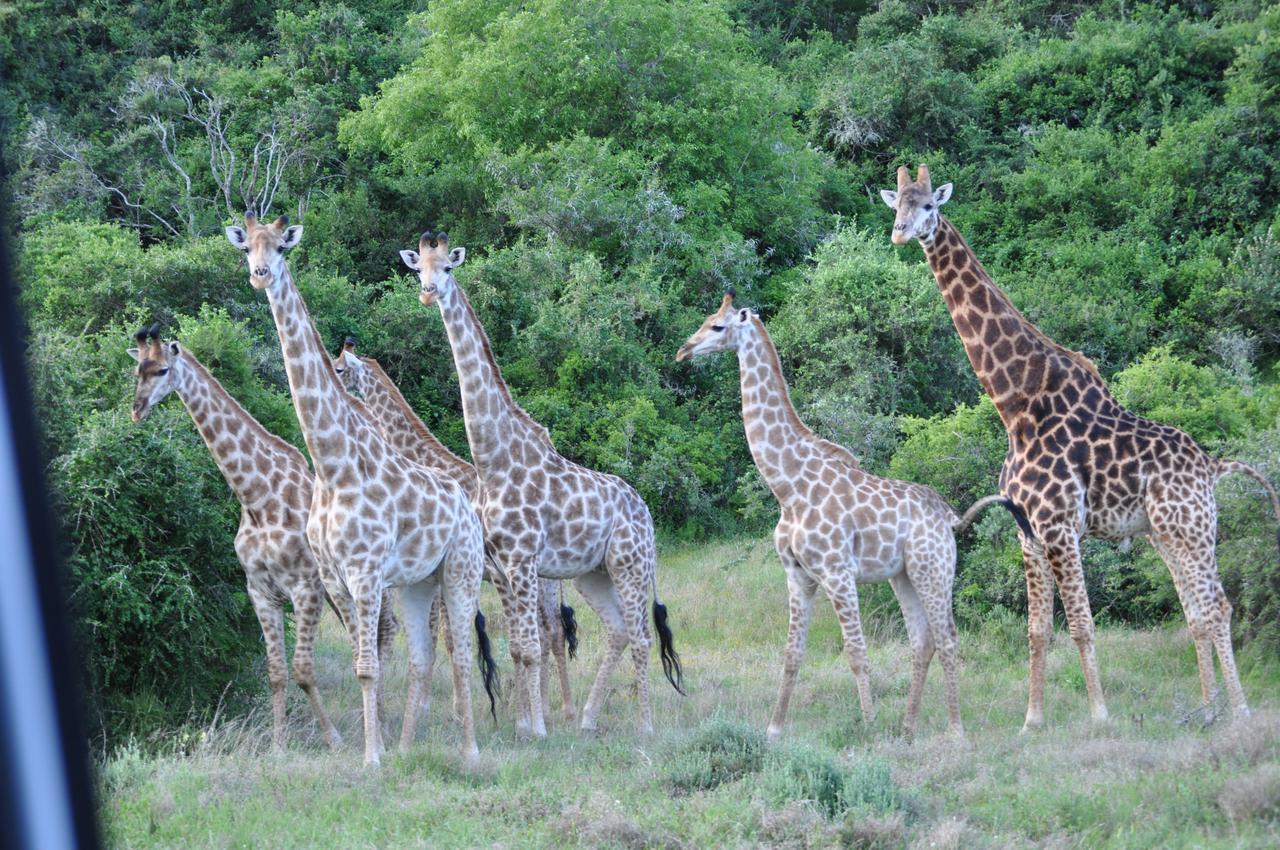 Hopewell Private Game Reserve Buyskloof Dış mekan fotoğraf