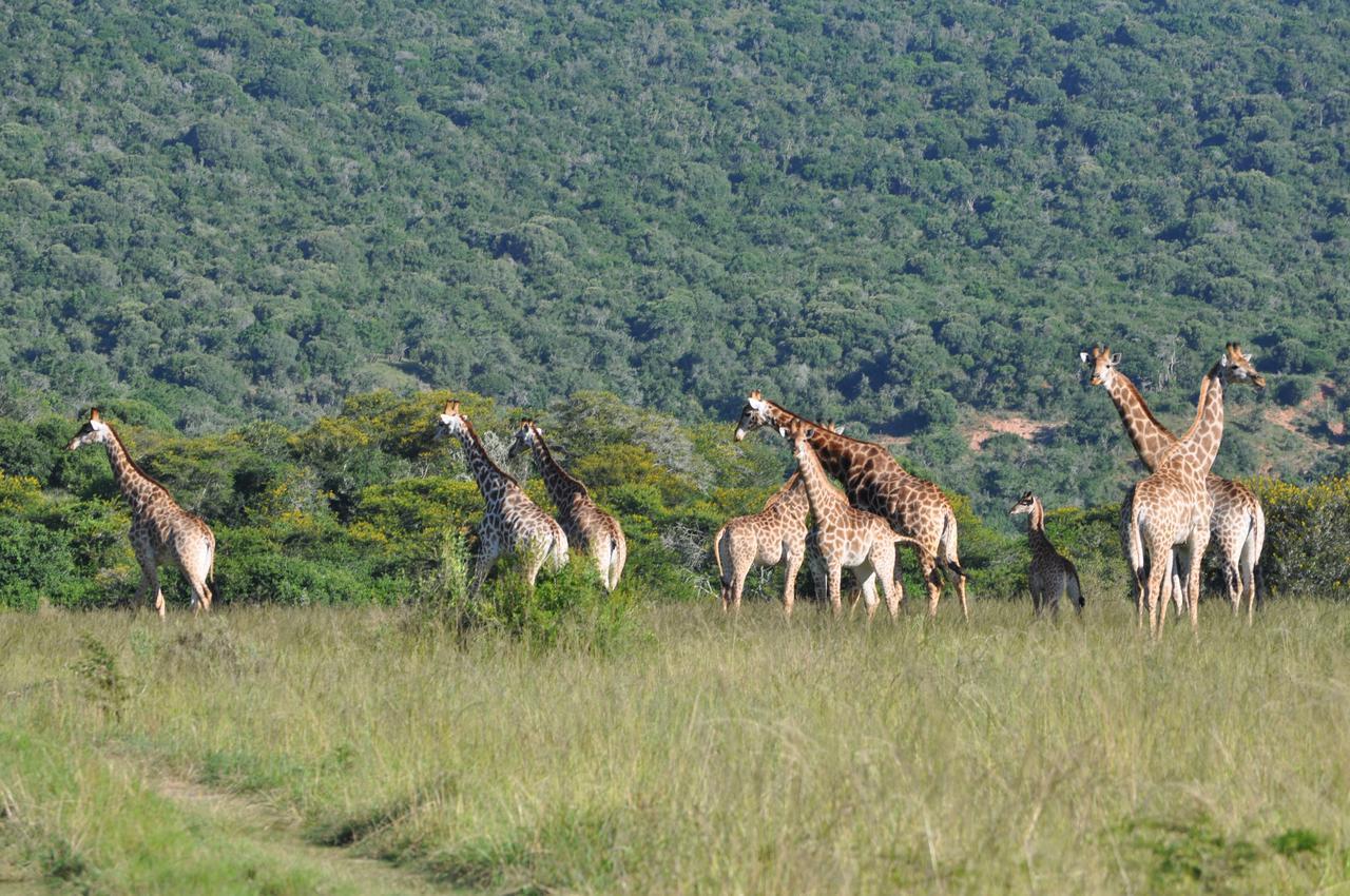 Hopewell Private Game Reserve Buyskloof Dış mekan fotoğraf